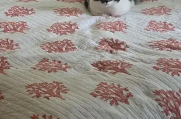 Lost Gray & White Cat in Tamworth Area