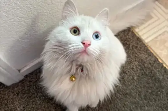 Lost White Cat: Pink Collar, Odd Eyes