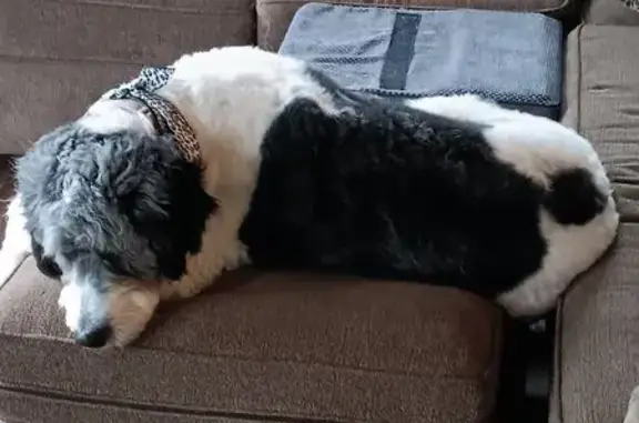 Lost 90 lbs Doodle: Sweet & Gentle