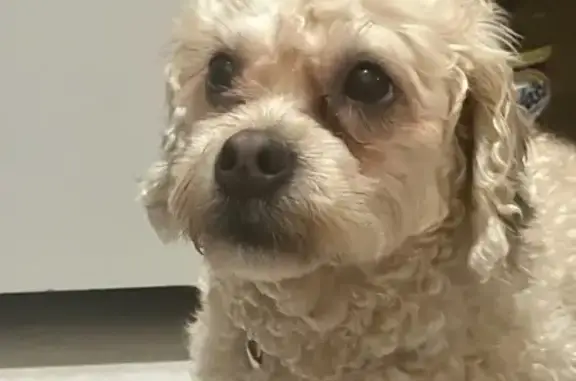 Lost Dog: Cream Fur, Purple Collar, NY