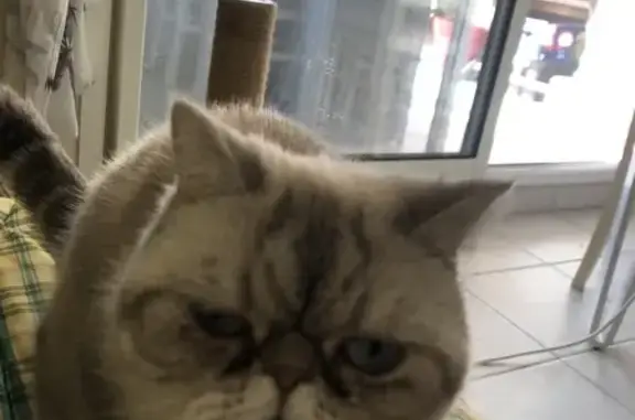 Chat perdue à Agde, Impasse du Globe - photo