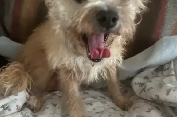 Lost Dog Chiquita: Help Us Find Her!