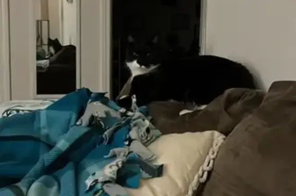 Lost and found pets , photo: Found: Black & White Cat on W. Hancock St