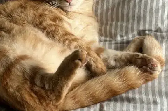 Chat perdu, Nouvelle-Aquitaine, photo: Chat roux mâle perdu à Mortagne-sur-Gironde