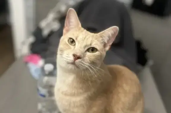 Lost Orange Cat - Sweet, Crooked Tail
