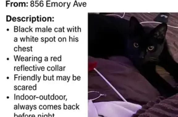 Lost and found pets Campbell, photo: Lost Black Cat Maverick on Emory Ave