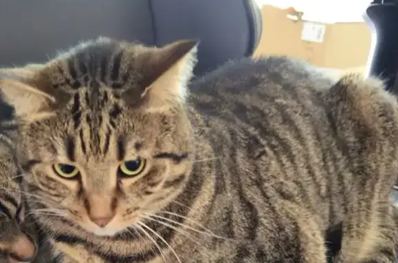 Lost Tabby: Friendly but Shy in Winter Park