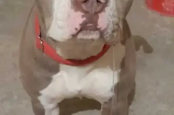 Animales perdidos San Luis Rio Colorado, foto: Pitbull Blue Perdida: Recompensa por Información