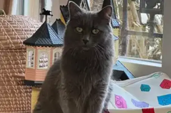 Chatte grise perdue à Meudon, rue Alembert - photo