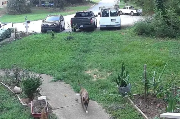 Friendly Lost Dog Near Lester Rd NW