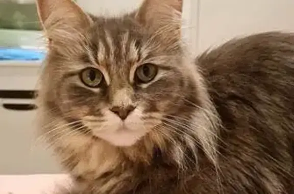 Chat perdu, Les Sorinières, photo: Chatte Maine Coon perdue, Rue de l'Îlette
