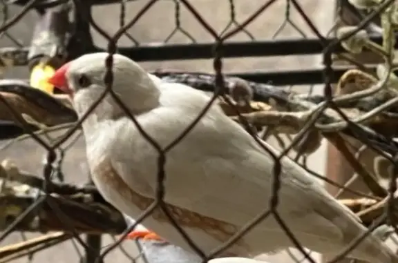 Lost and found pets Loveland, photo: Lost Bird: White with Orange Beak - Loveland