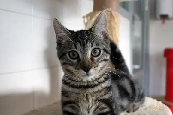 Chatte perdue, 5 mois, Aix-en-Provence - photo