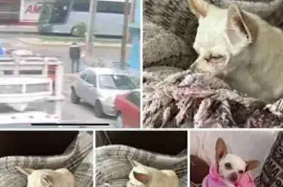 Perro perdido en Calle la Verdolaga, 245
