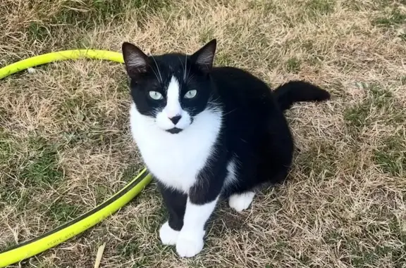 Chat perdu : Schacha, noir et blanc, pucé - photo
