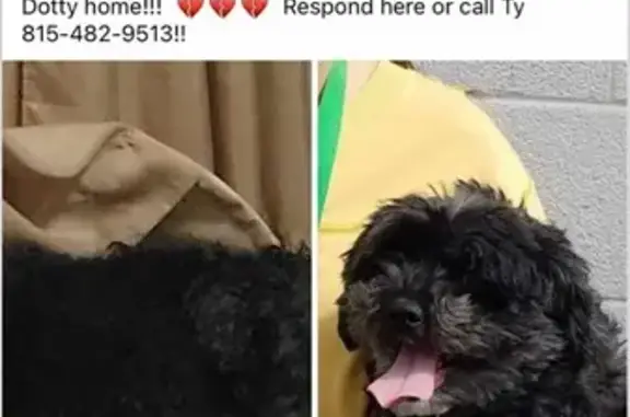 Missing dog Twin Lakes, photo: Lost Senior Poodle: Blind & Deaf - Twin Lakes