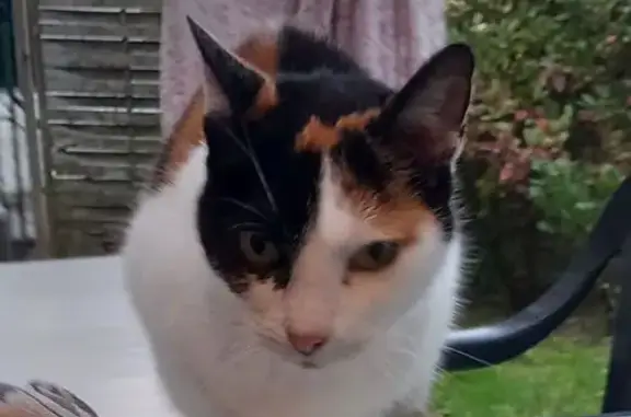 Chatte perdue à Boucau, besoin soins - photo