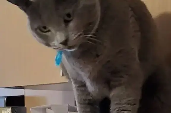 Lost Grey/Blue Cat: Kirkland, NE 123rd Lane