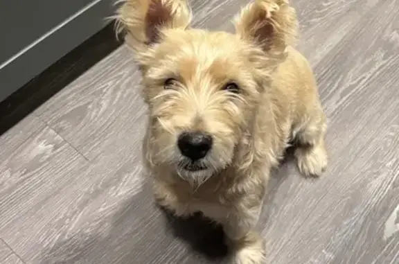 Found dog Atlanta, photo: Found: Small White/Tan Dog in Atlanta