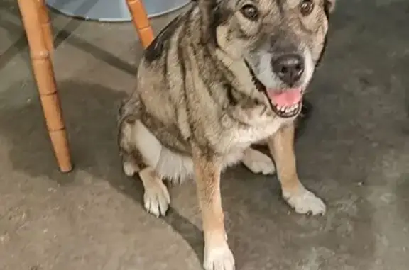 Lost and found pets Wyoming, photo: Found Dog on 38th St SW, Wyoming, MI