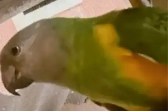 Loro Youyou Perdido en Santanyí: Ayuda