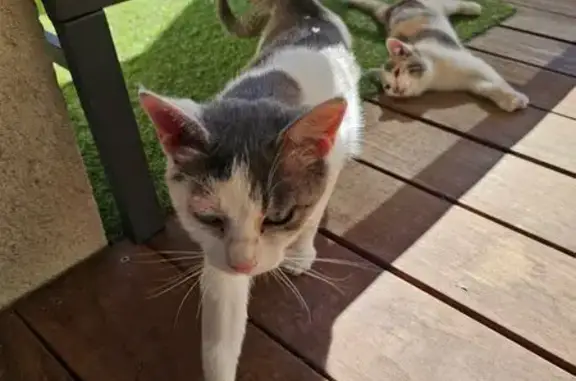 Animaux trouvés Saint-Pierre-du-Mont, photo: Jeune chatte câline cherche foyer aimant