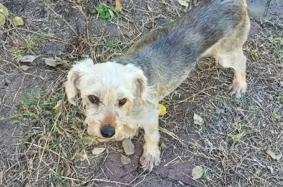 Lost and found pets Des Moines, photo: Found Dog: Light Brown, Male, 46th St