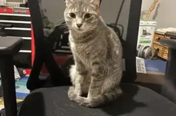 Lost Grey Cat: Timid, Small, Norcross