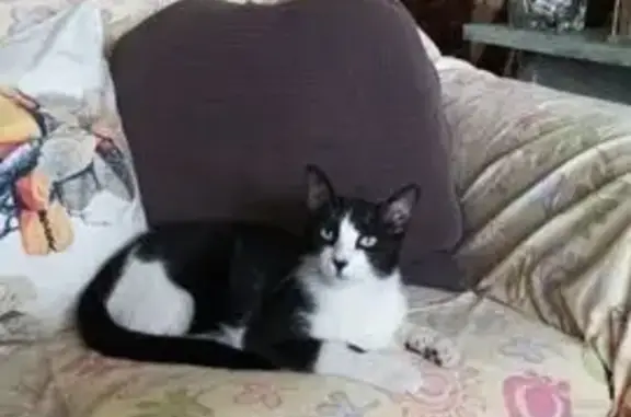 ¡Ayuda! Gato blanco y negro perdido