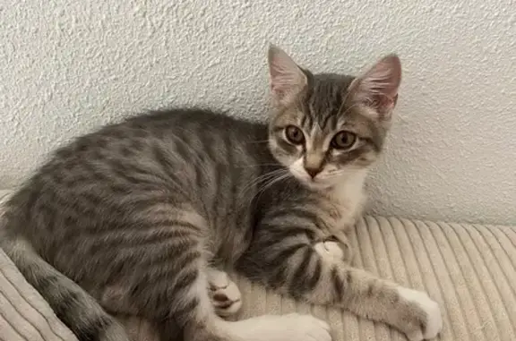 Chaton perdu, 4 mois, rue Jean Daudin - photo
