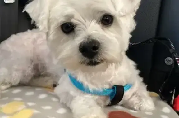 Perro Blanco Perdido en Pinares de Lepe