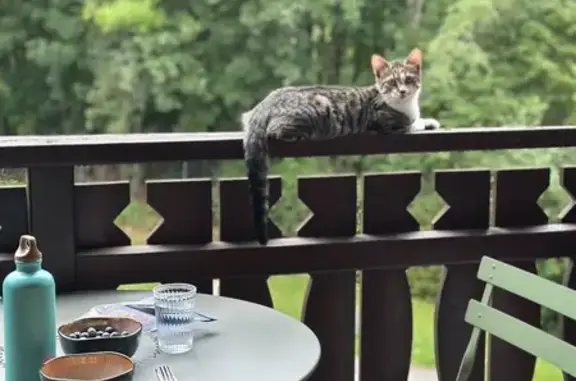 Jeune chatte perdue à Veigy-Foncenex - photo