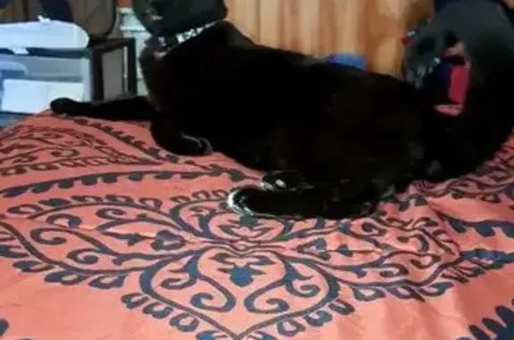 Lost Black Cat: Green Eyes, Bald Knob, AR