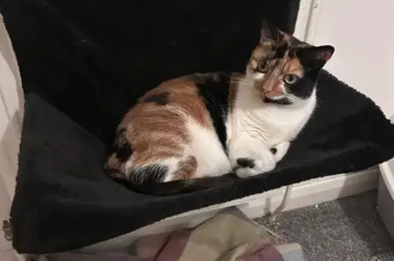Lost Cat: Unique Tri-Color in Birstall