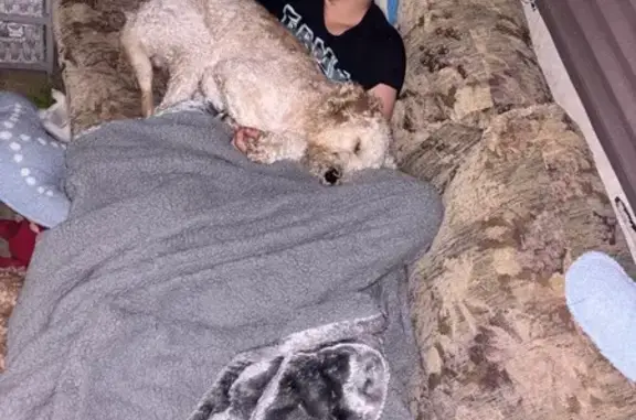 Lost Dog with Unique Tail Cut - Hot Springs