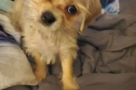 Lost and found pets Salem, photo: Lost Dog: Blonde with Purple Collar, Salem
