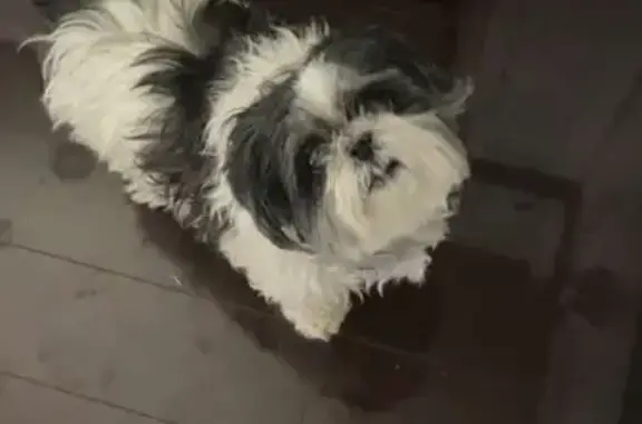 Lost Shy Dog: Black & White, Sleepy Eye