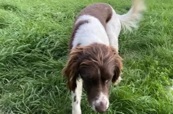 Chien trouvé , photo: Chien trouvée à Chanceaux-sur-Choisille
