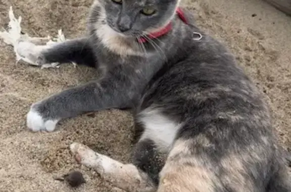 Lost Grumpy Cat: Loves Car Rid...