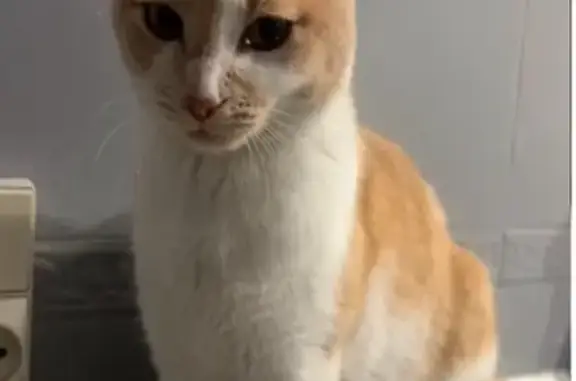 Chat perdue câlin blanc/beige à Écully - photo