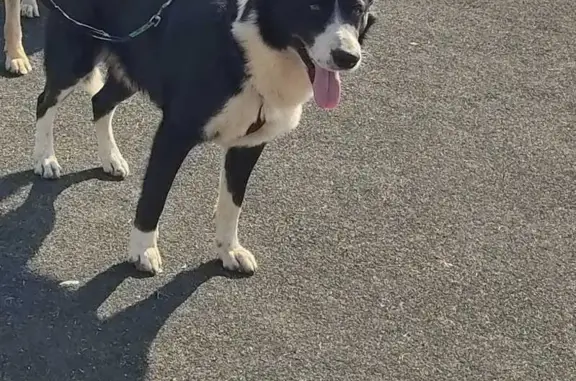 Lost Black & White Dog in Germiston
