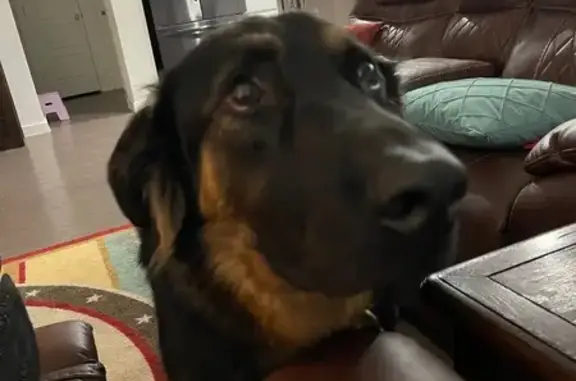 Lost and found pets Cary, photo: Lost Dog Alert: Black & Brown Titan Missing