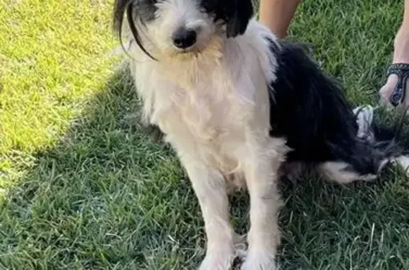 Missing dog East Honolulu, photo: Lost Nursing Dog: Unique Haircut, East Honolulu