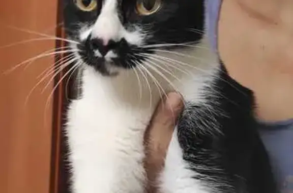 Gato Blanco y Negro Cariñoso e...