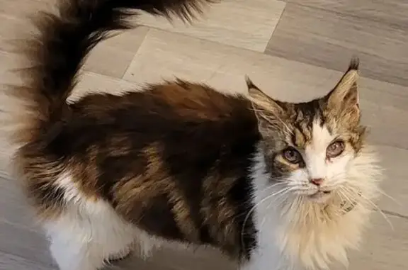 Chat perdu, Fouras, photo: Chatte perdue : Lili Blue, 10 ans, Fouras