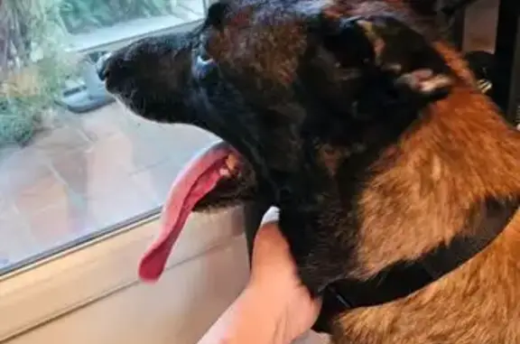 Malinois mâle 9 ans trouvé maigre à Goyrans - photo