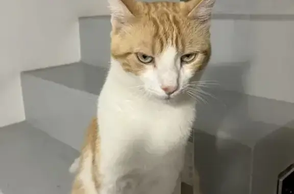 Chat perdu à Mauguio, Enclos des Roselières - photo