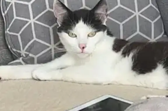 Chat perdu, Kerbach, photo: Chat perdue noir/blanc, tache nez, Kerbach