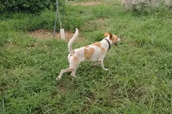 Perro encontrado Monterrey, foto: Perro Blanco con Collar Perdido en Cumbres