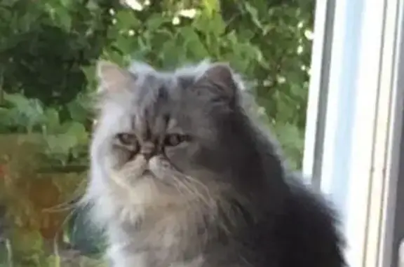 Chat persan gris 14 ans perdu à St-Aubin - photo